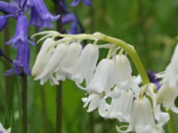 White bluebells