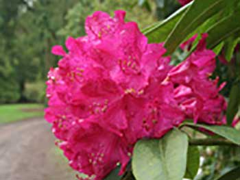 Rhododendron