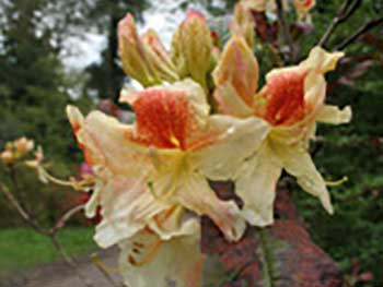 Rhododendron