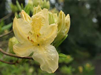 Rhododendron Azalea