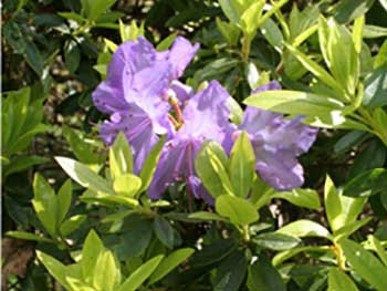 Rhododendron 'Blue Tit'