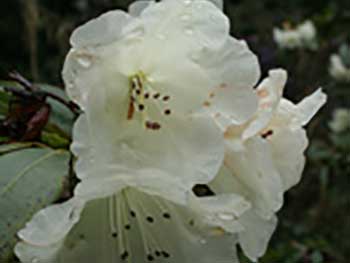 Rhododendron 'Mary Hoogan'