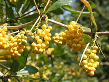 Berberis valdiviana