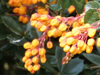 Berberis-x-lologensis