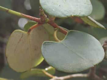 r-williamsianum-leaf