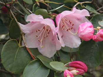 Rhododendron-williamsianum