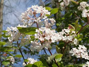 Viburnum-carlesii