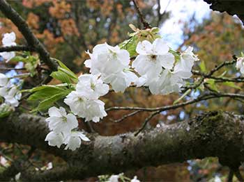 Japanese cherry