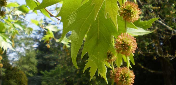 Platanus orientalis