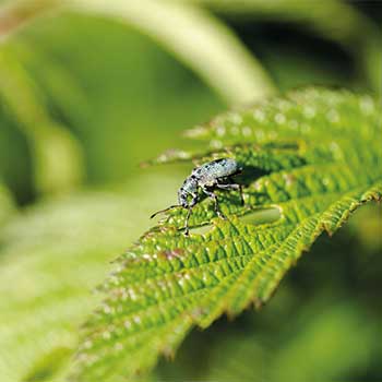 Weevil Weevil