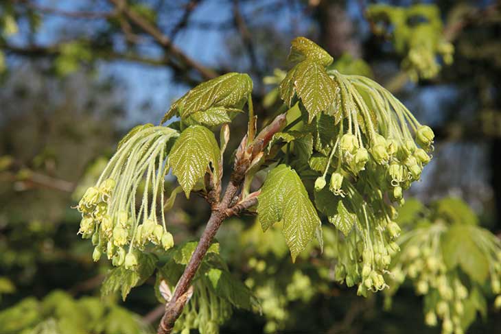 New roots for Westonbirt