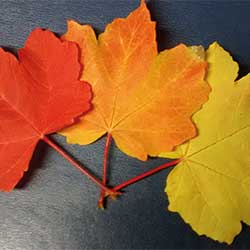  Leaves of Acer opalus and Acer opalus subsp. obtusatum. Credit: Penny Jones