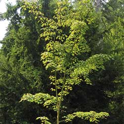 Encarsia formosa Encarsia formosa
