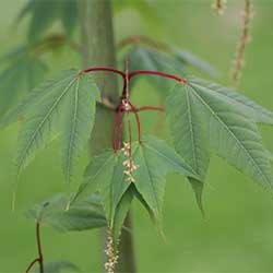 Encarsia formosa Encarsia formosa