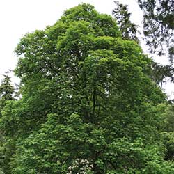 Acer-heldreichii-ssp-trautvetteri-h