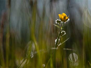 Meadow buttercup, Ranunculus Acris