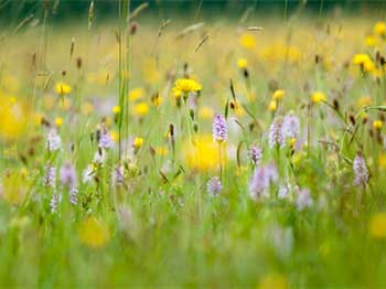 Superb lowland hay meadow featuring many common spotted orchids
