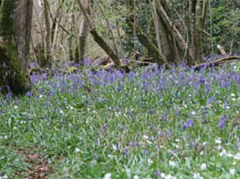 Bluebells Palmer Ride