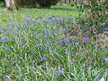 Bluebells Palmer Ride