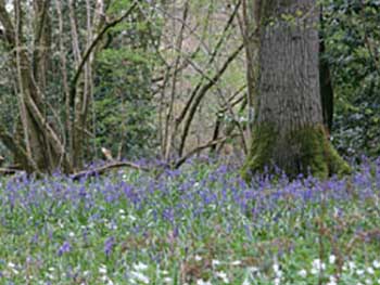 Bluebells Palmer Ride