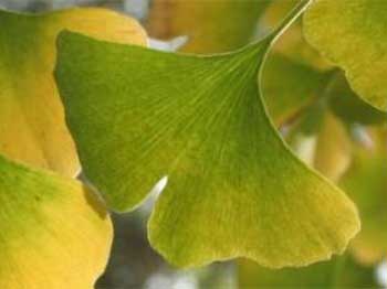 Ginkgo