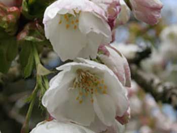 Japanese cherry