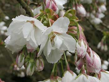 Japanese cherry