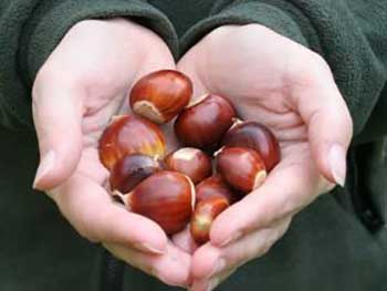 Chestnuts Chestnuts