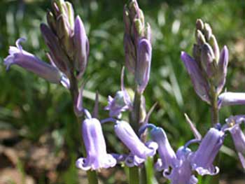 Bluebells