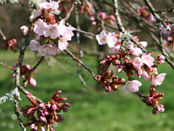 Japanese cherry