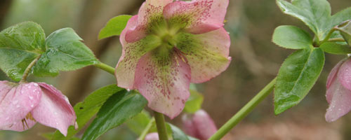 Hellebores in the Old Arboretum Hellebores in the Old Arboretum