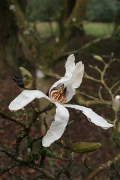Magnolia stellata 'rosea'