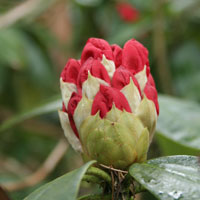 Rhododendron 'Melissa' Grex buds