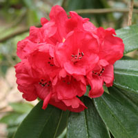 Rhododendron 'Melissa' Grex bloom