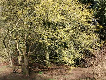 Cornus mas Cornelian Cherry Silk Wood