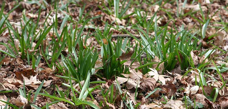 Bluebells sprouting The Link Silk Wood