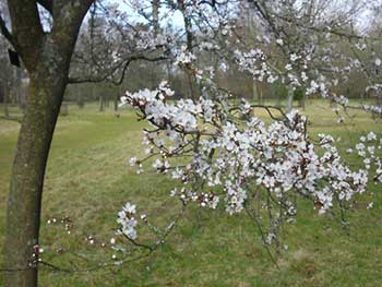 Prunus cerasifera Hessei Cherry plum in Cherry Collection Silk Wood