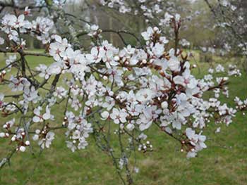 Prunus cerasifera Purple Flash in Cherry Collection Silk Wood