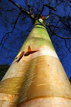 Betula utilis var utilis