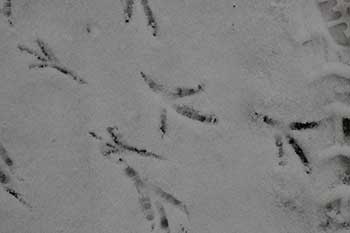 Footsteps Footsteps