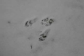 Footsteps Footsteps