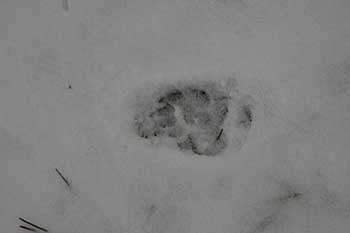 Footsteps Footsteps