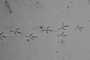 Footsteps Footsteps