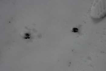 Footsteps Footsteps