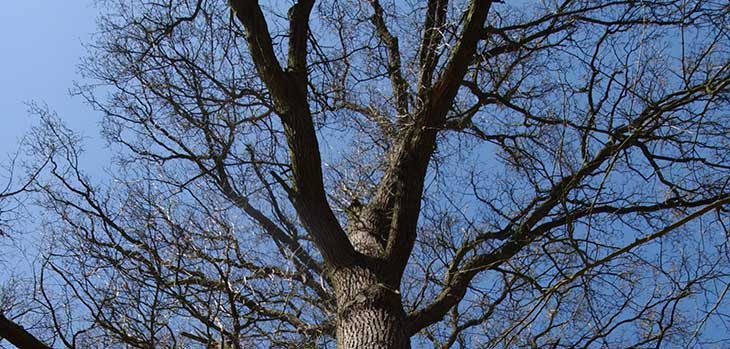 English Oak