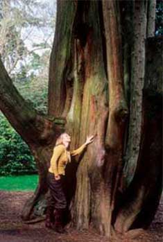 Western Red Cedar Western Red Cedar