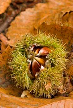 Chestnuts Chestnuts