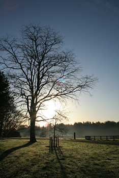 Winter landscape