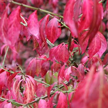 Old Arboretum