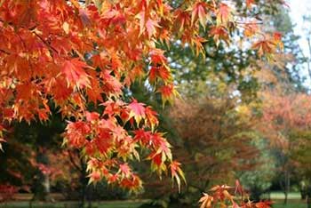 Japanese maple Broad Drive Silk Wood